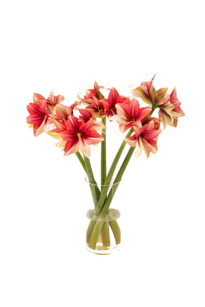 Amaryllis Pink