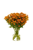 Chrysanthemen Santini Orange